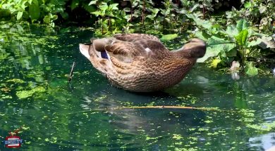 Ducklings in Bishops Park